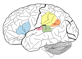 brain_regions