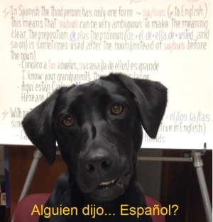 dog