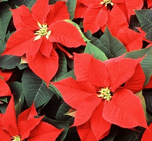 poinsettia